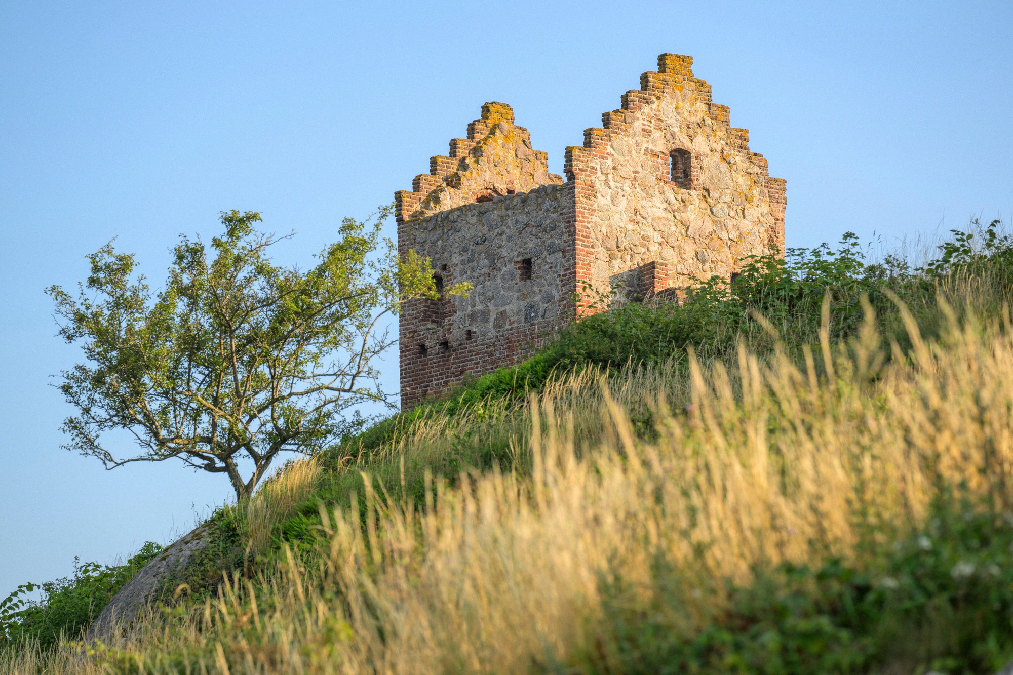 Die Burgruine Hammershus über der felsigen Küste von Bornholm